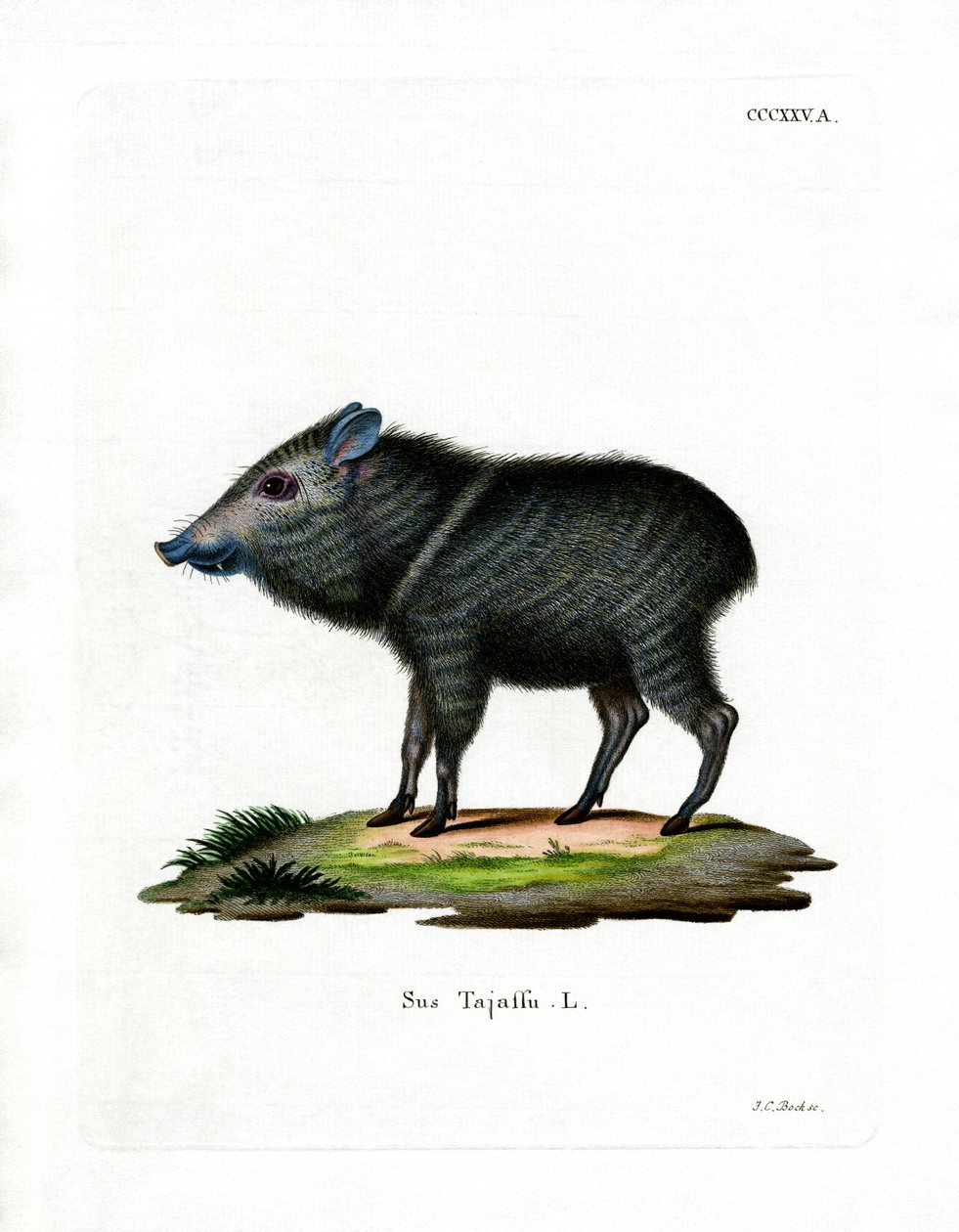Yakalı Pekari (renkli gravür) by German School