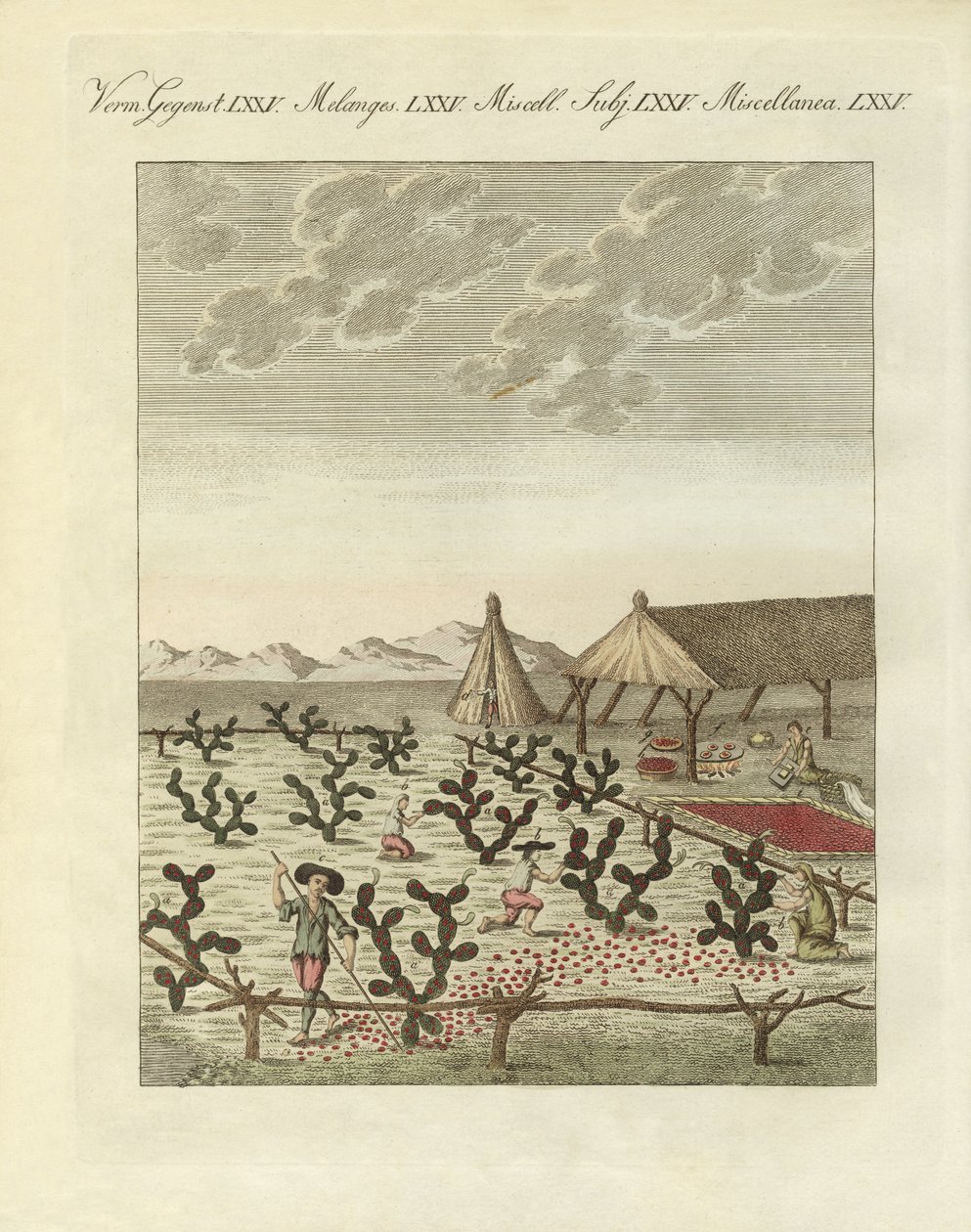 Koşenillerin toplanması (renkli gravür) by German School