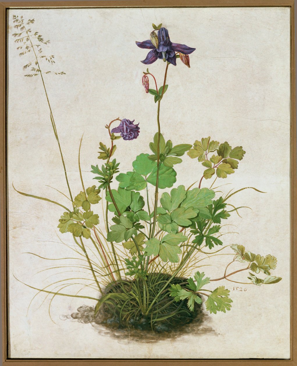 Columbine. Karton üzerine monte edilmiş parşömen üzerine suluboya, tempera ve fırça (watercolour, tempera and brush on parchment mounted on cardboard) by German School