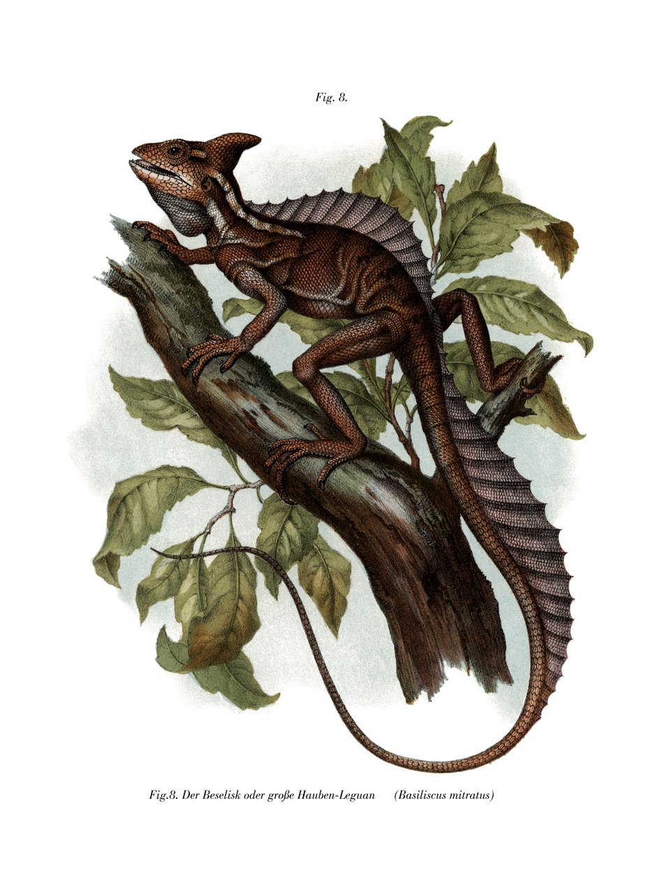 Adi Basilisk (renkli taş) by German School
