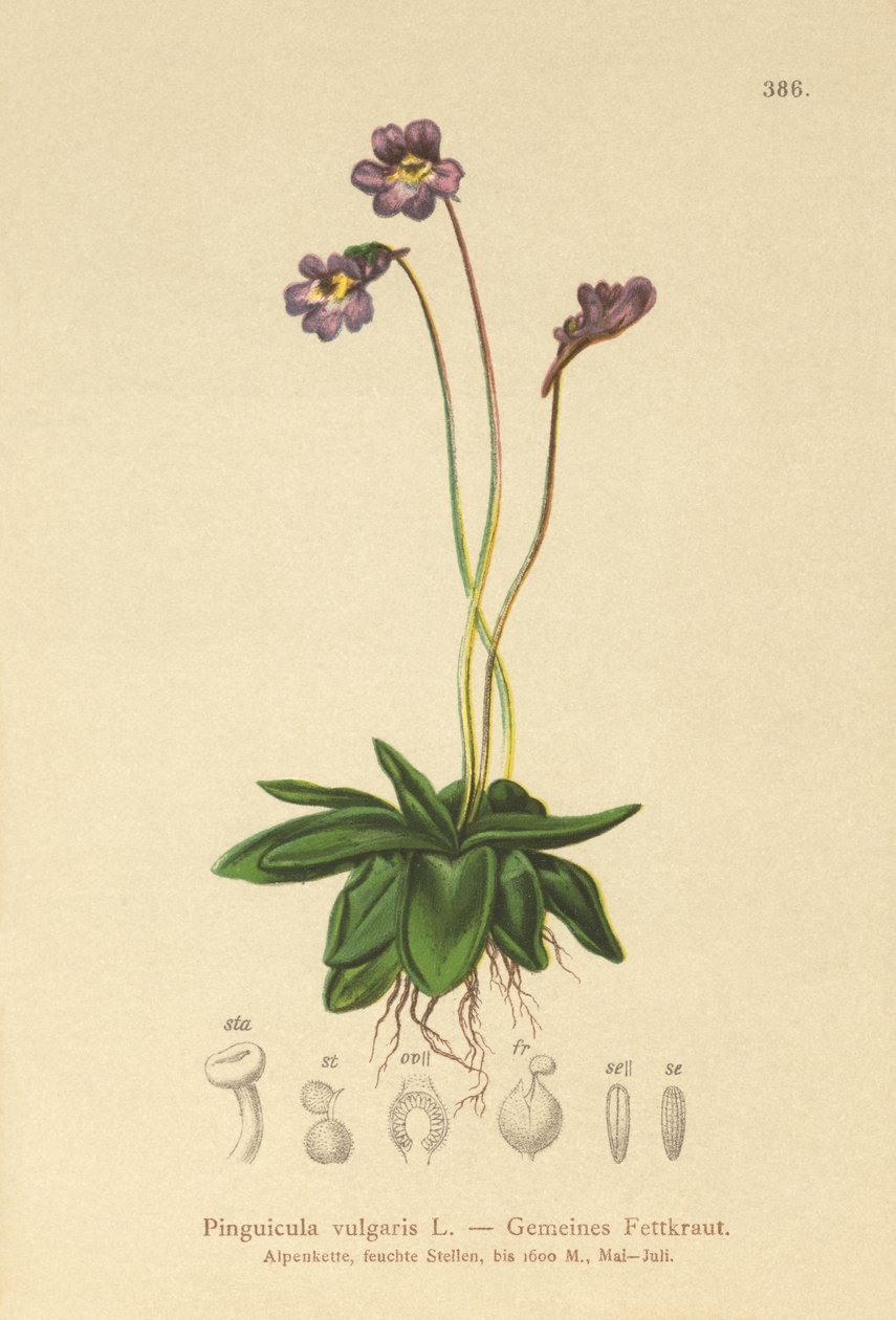 Ortak Butterwort (Pinguicula vulgaris) by German School