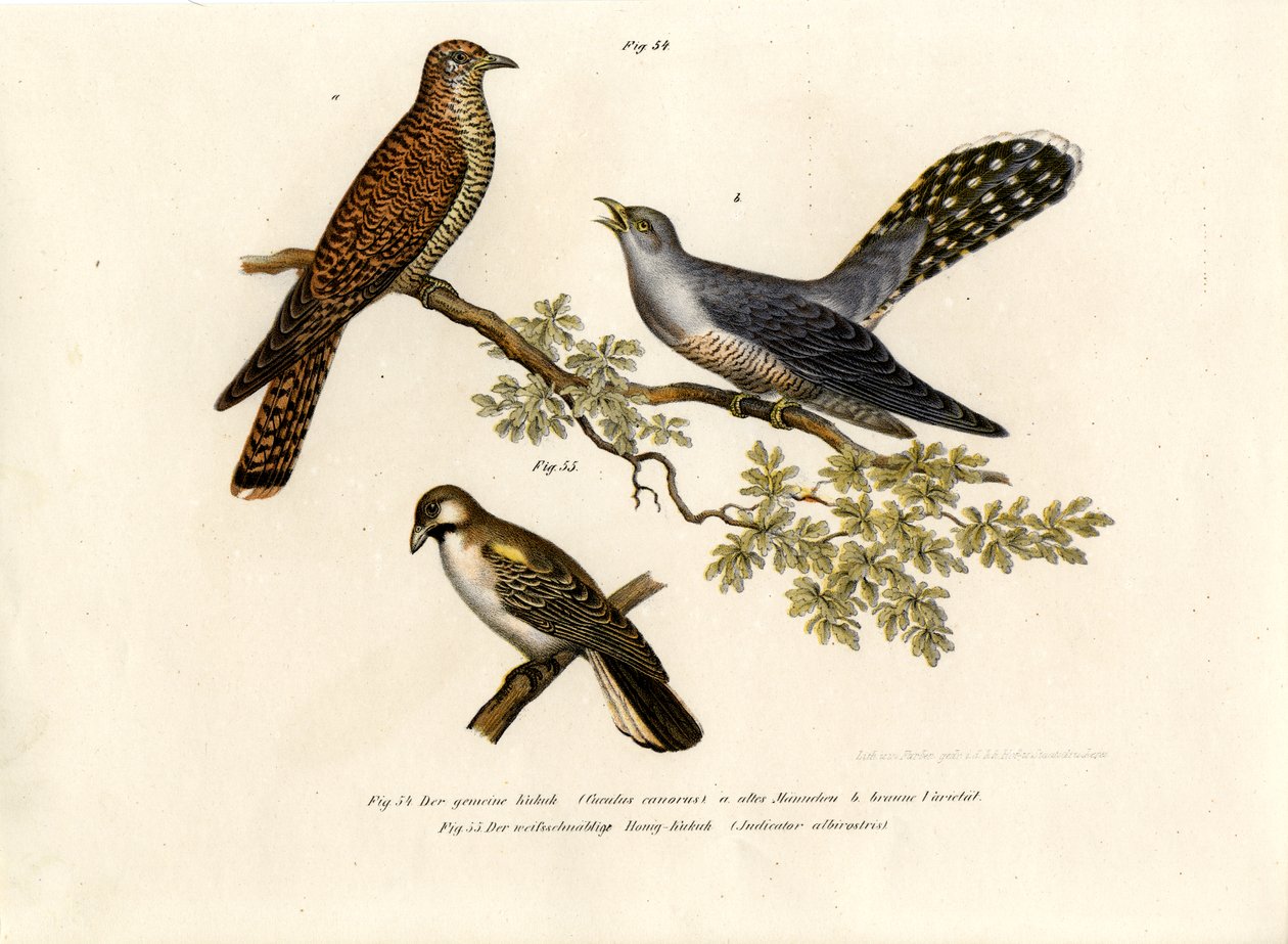 Guguk Kuşu, 1864 by German School