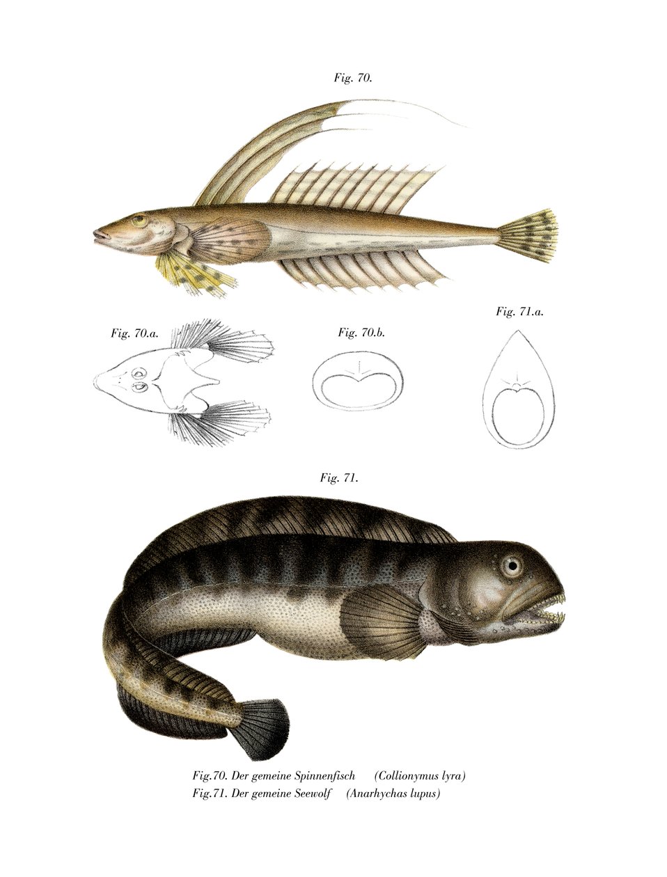 Ortak Dragonet (renkli lito) by German School