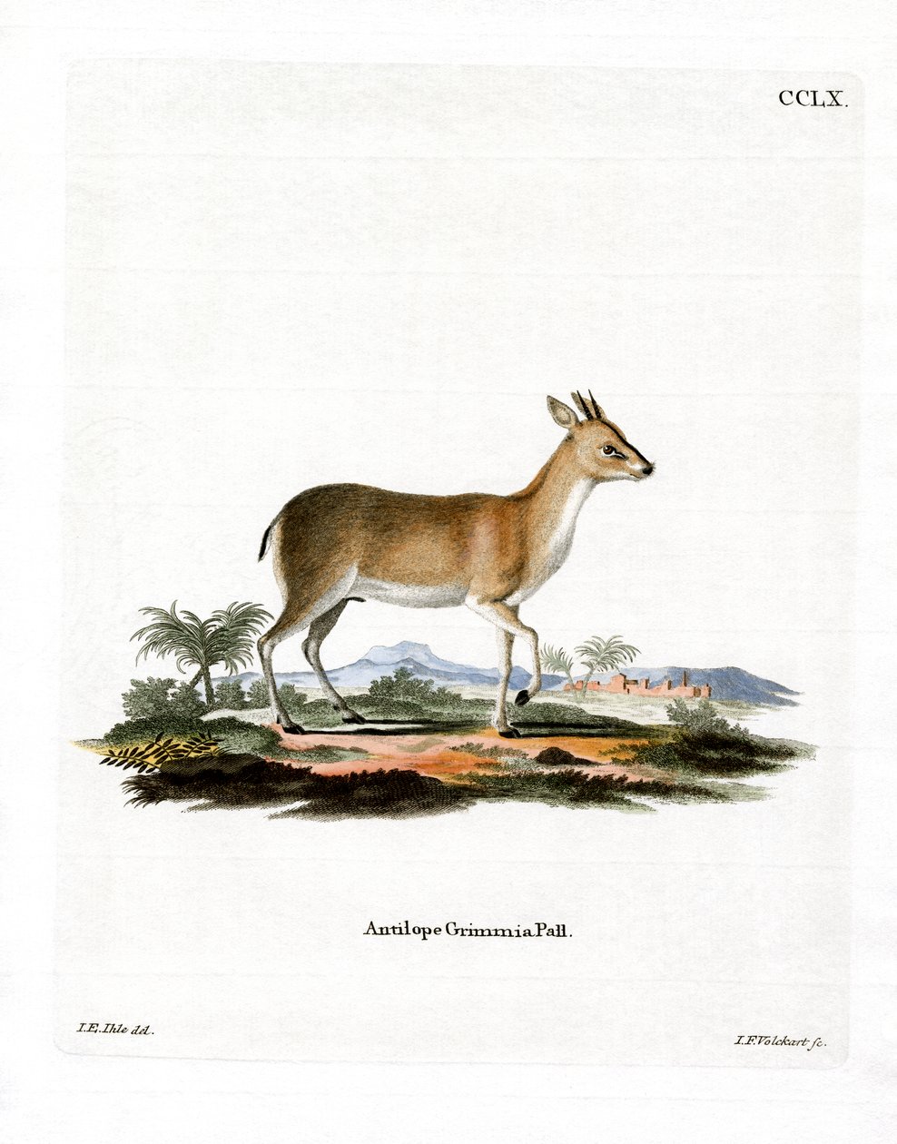 Ortak Duiker (renkli gravür) by German School
