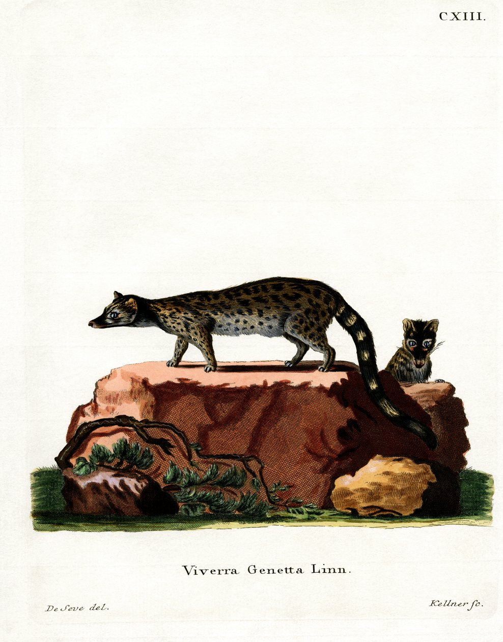 Common Genet (renkli gravür) by German School