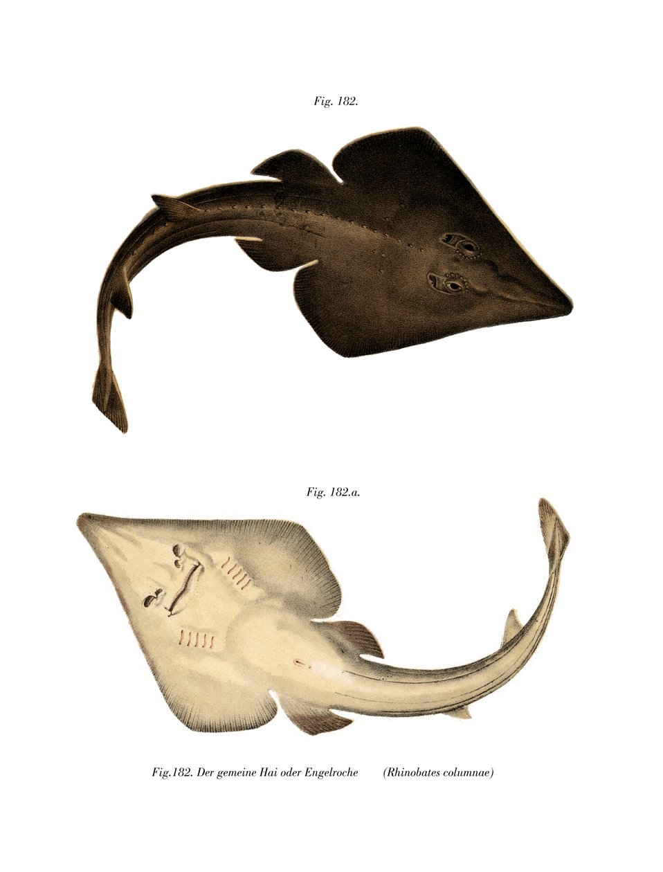 Adi Guitarfish (renkli lito) by German School