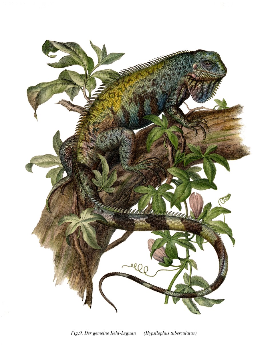 Ortak İguana (renkli lito) by German School