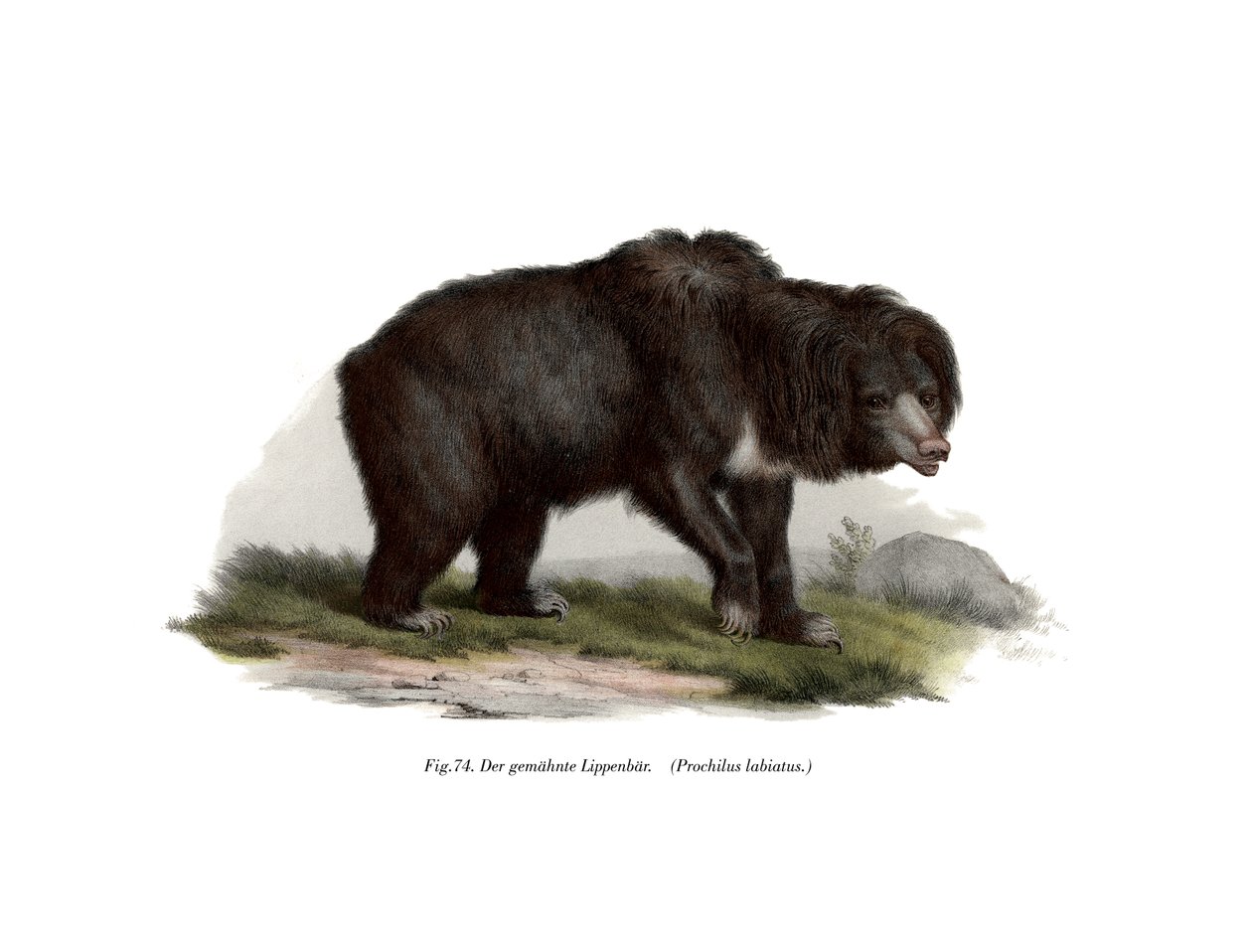 Ortak Hint Tembel Ayı, 1860 by German School