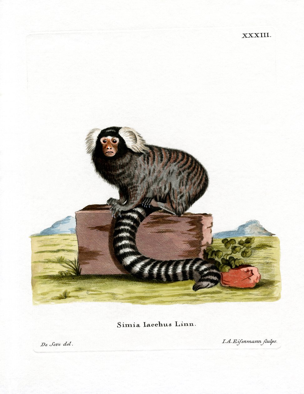 Ortak Marmoset (renkli gravür) by German School