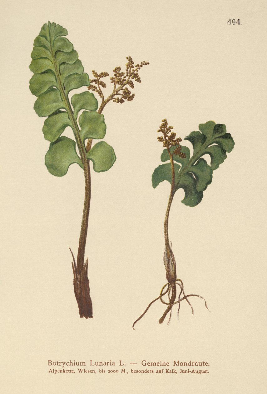 Ortak Ayçiçeği (Botrychium lunaria) by German School