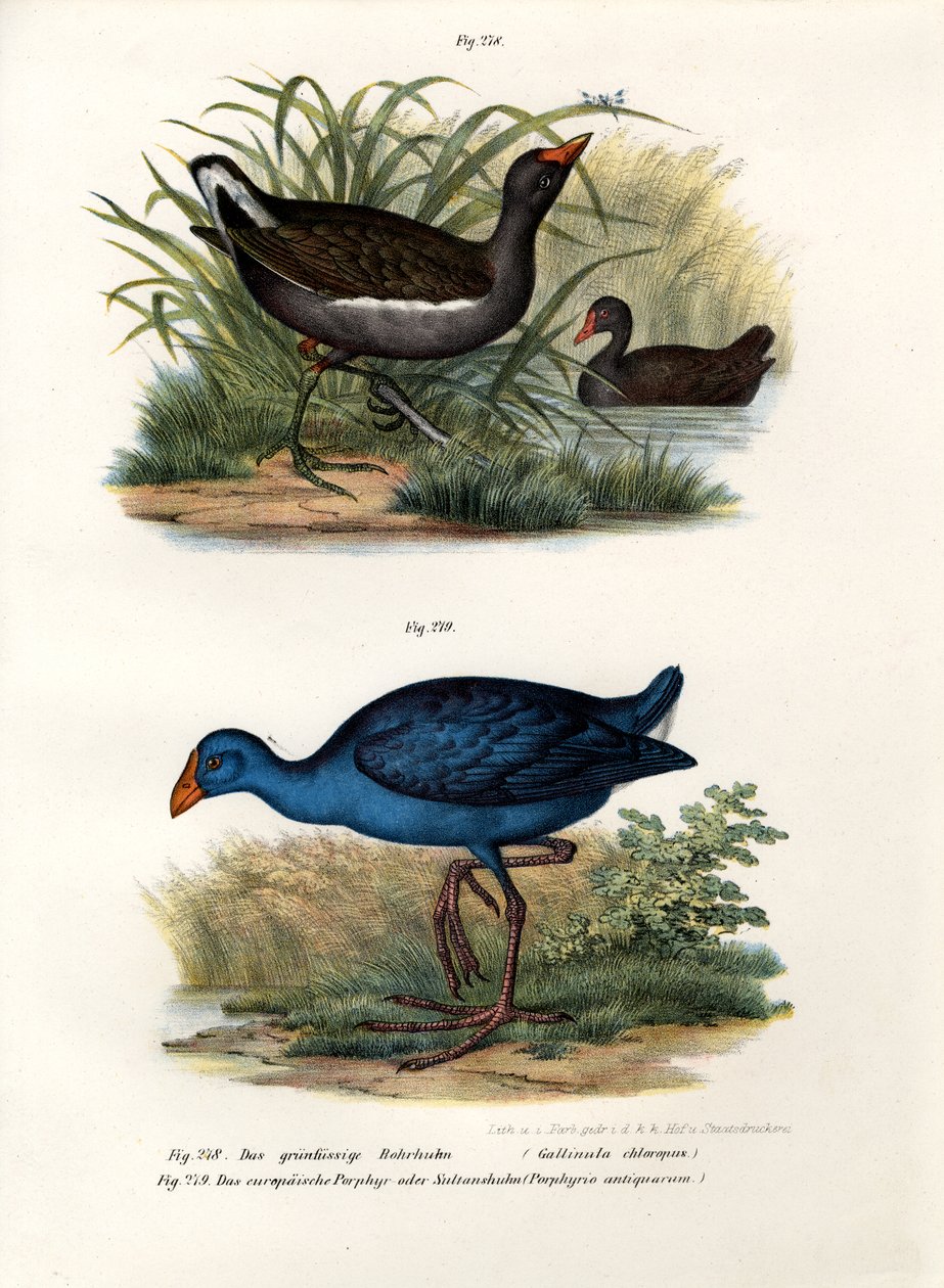 Ortak Moorhen, 1864 by German School
