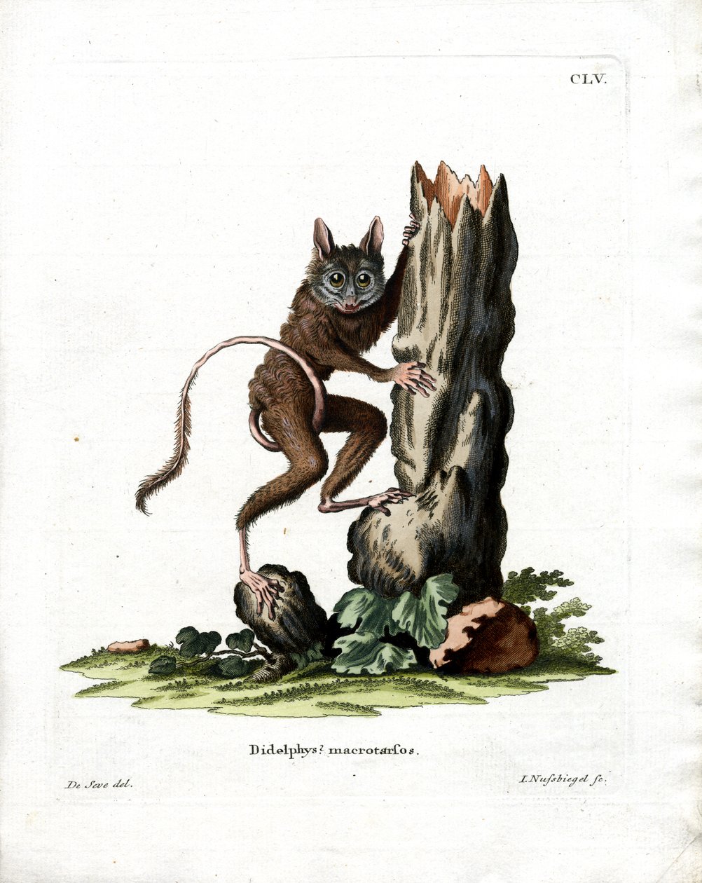 Ortak Fare Opossum (renkli gravür) by German School