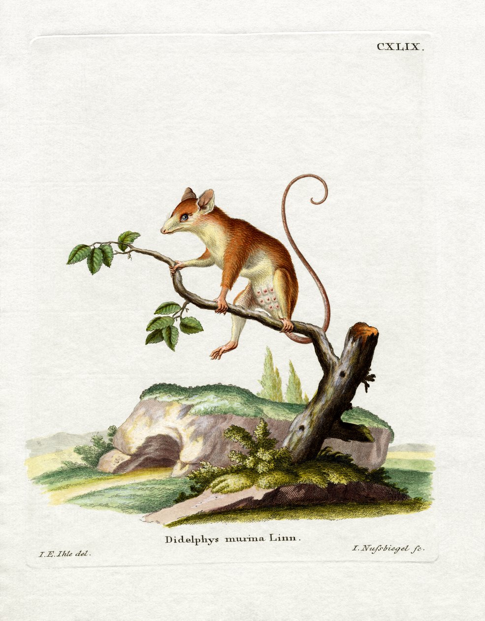 Ortak Fare Opossum (renkli gravür) by German School