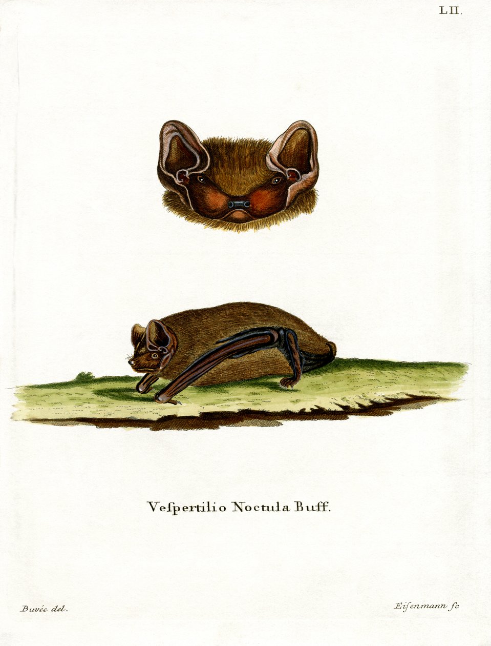 Ortak Noctule Bat (renkli gravür) by German School