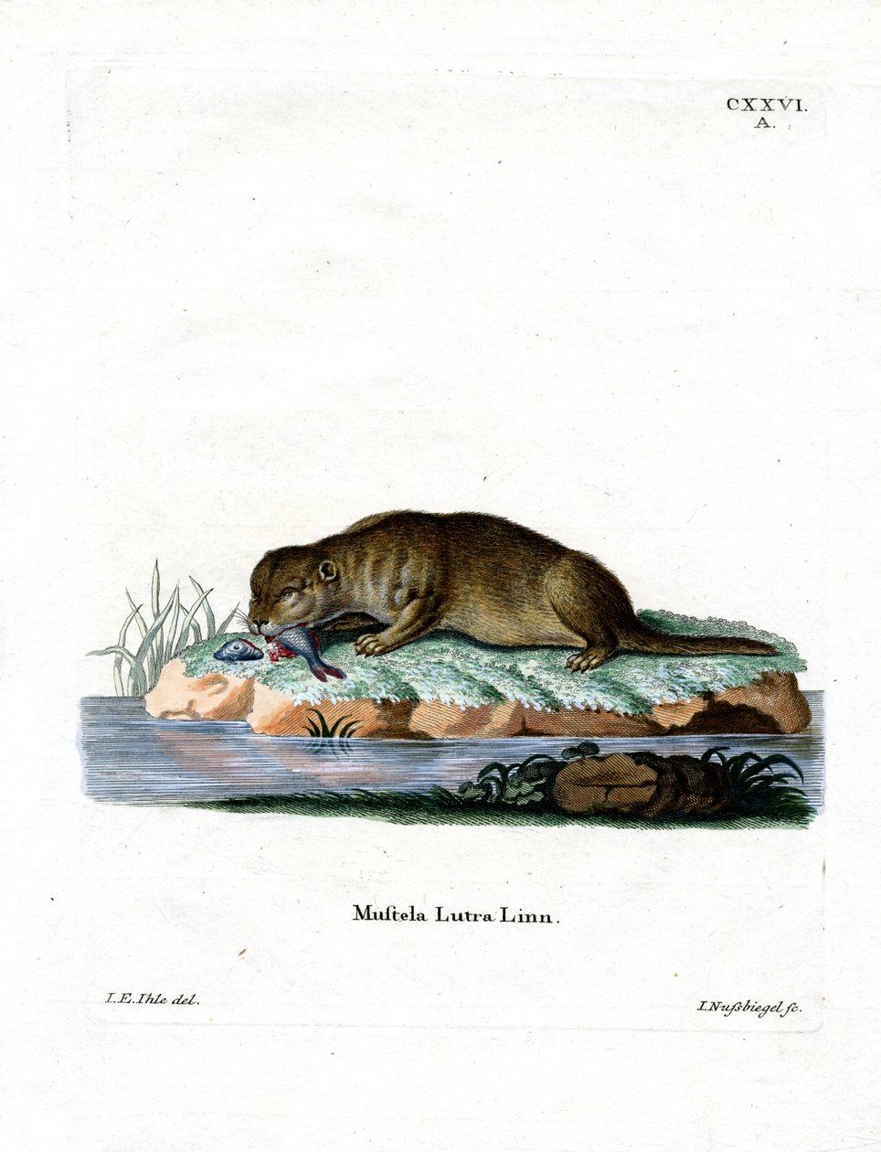 Ortak Otter (renkli gravür) by German School