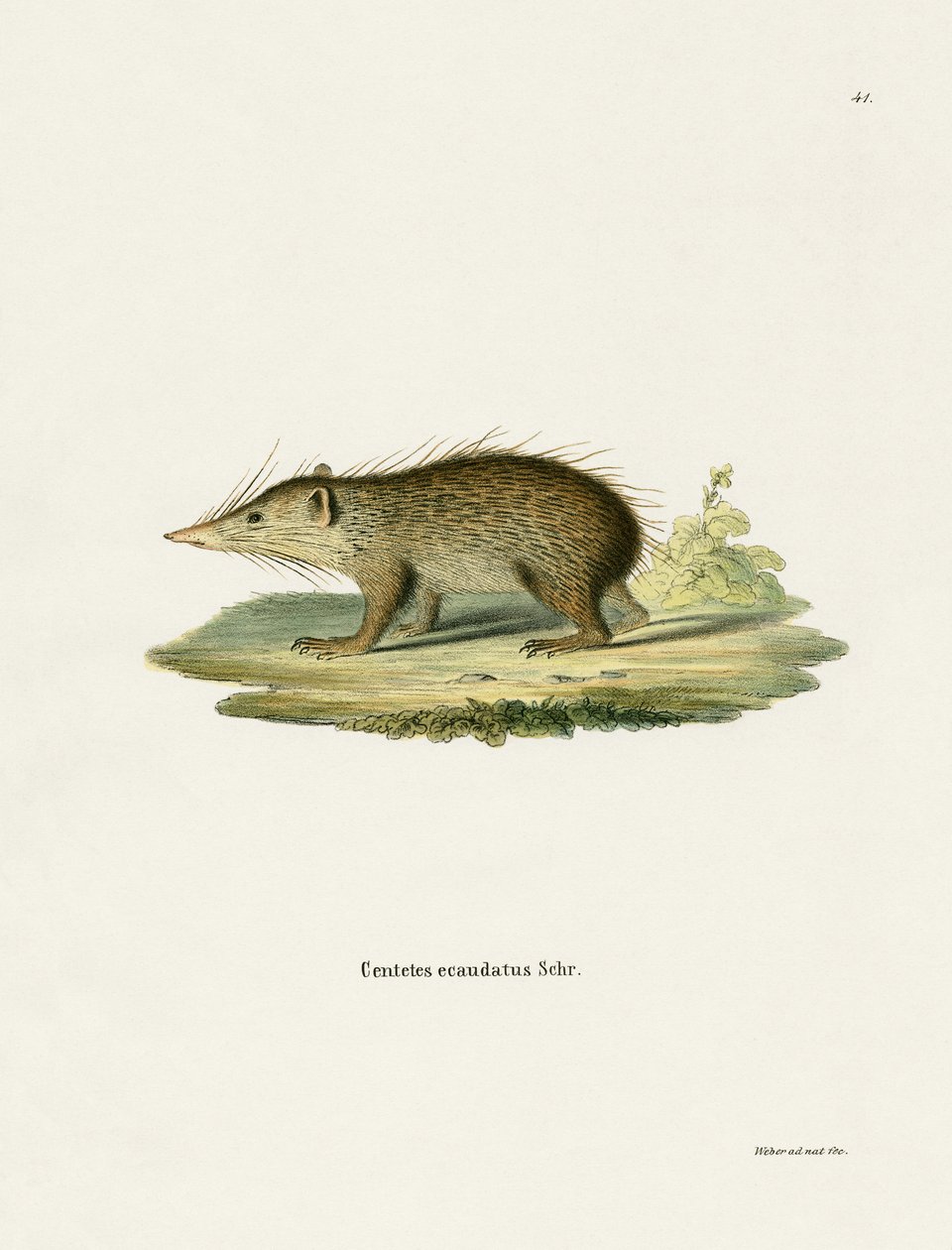 Ortak Tenrec (renkli gravür) by German School