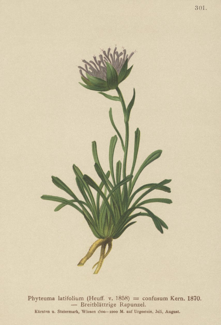 Karışık Rampa (Phyteuma confusum, Phyteuma latifolium, Phyteuma hemisphaericum) by German School