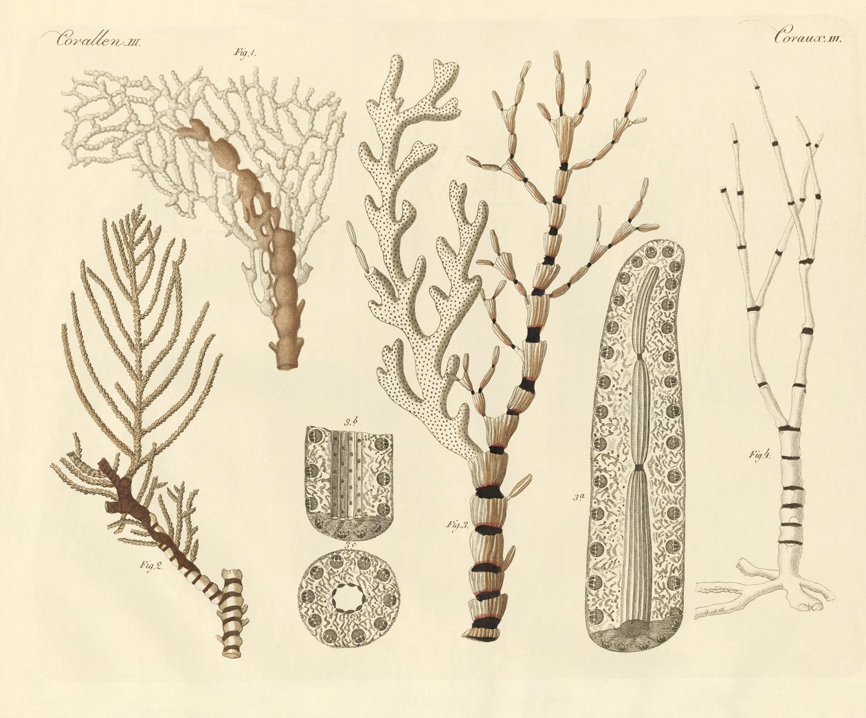 Mercan polipleri (renkli gravür) by German School
