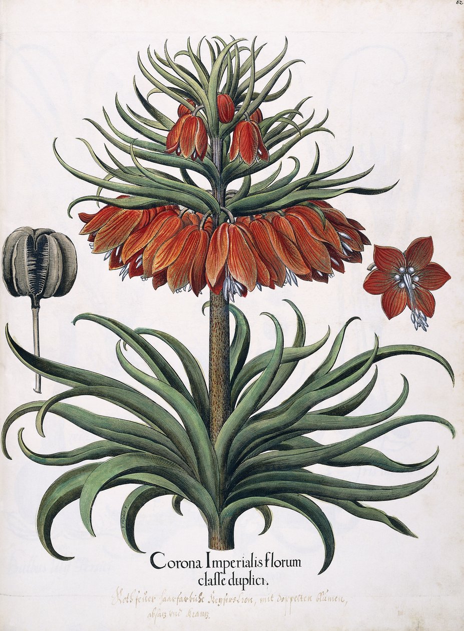 İmparatorluk Çiçeklerinin Tacı, 1613 by German School