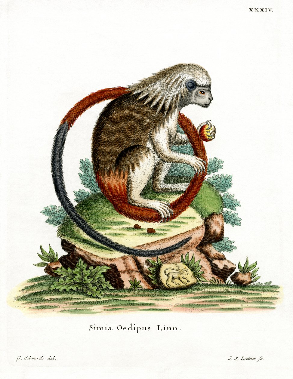 Pamuklu Tamarin (renkli gravür) by German School