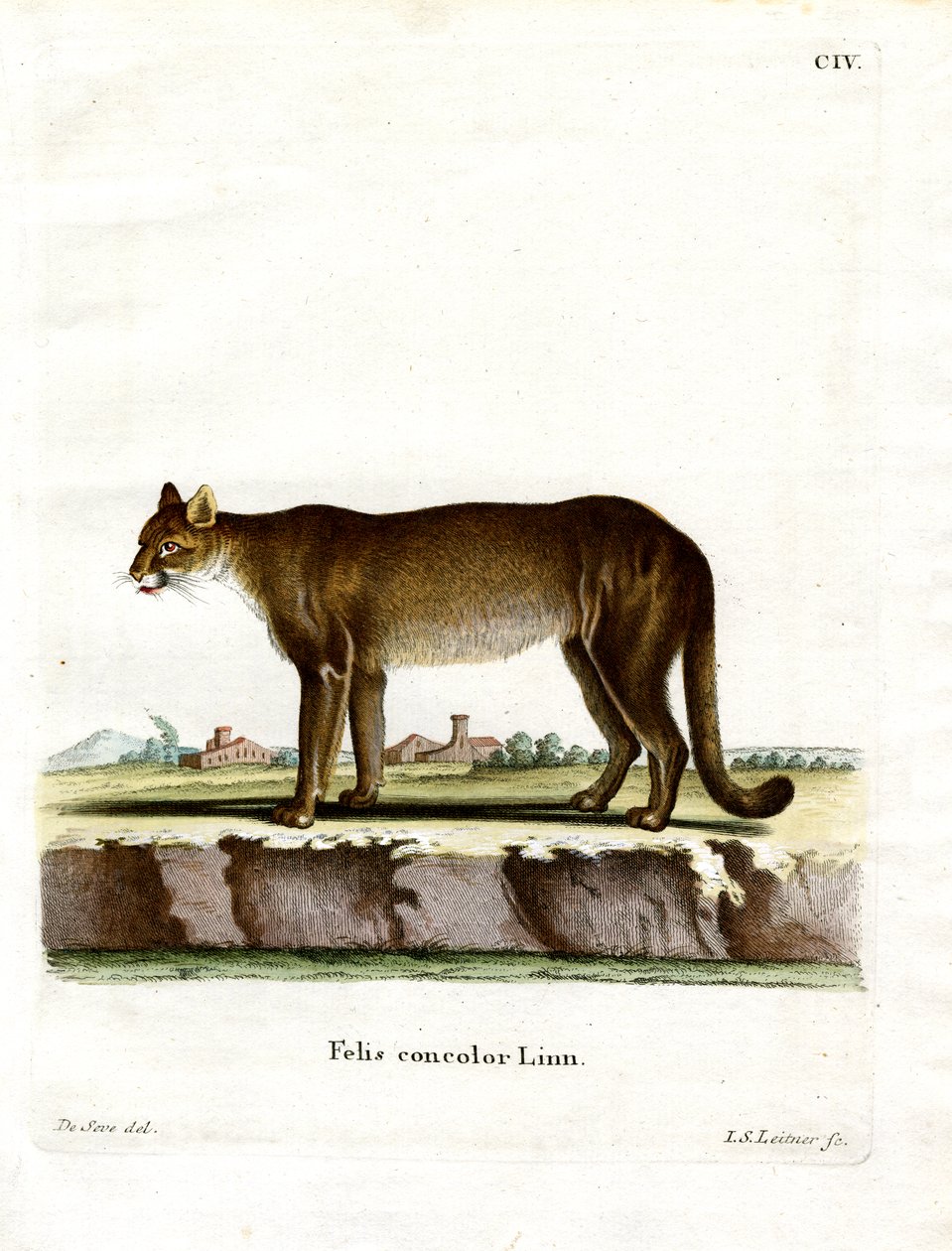 Puma (renkli gravür) by German School