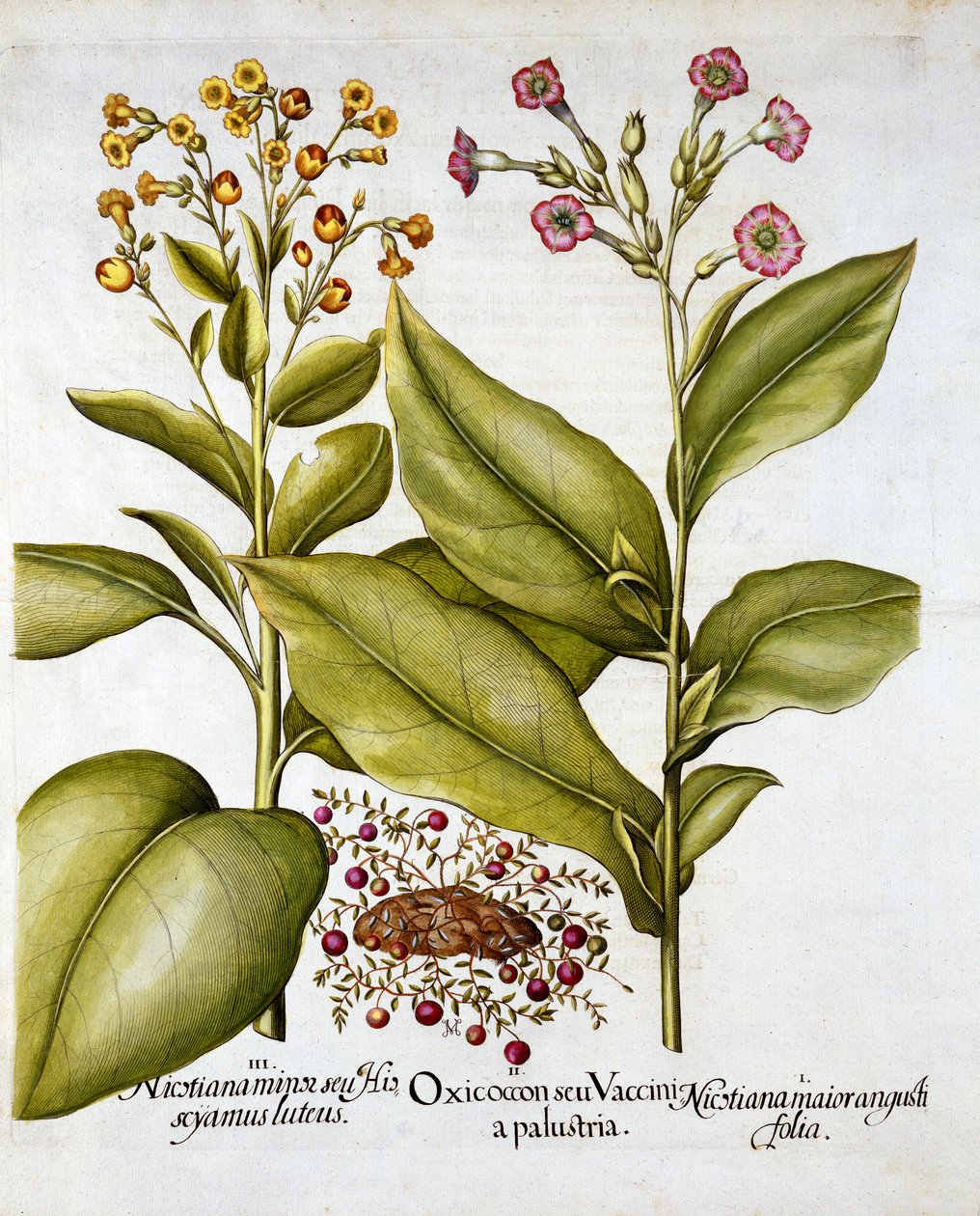 Kızılcık ve Çiçekli Tütün, Hortus Eystettensis