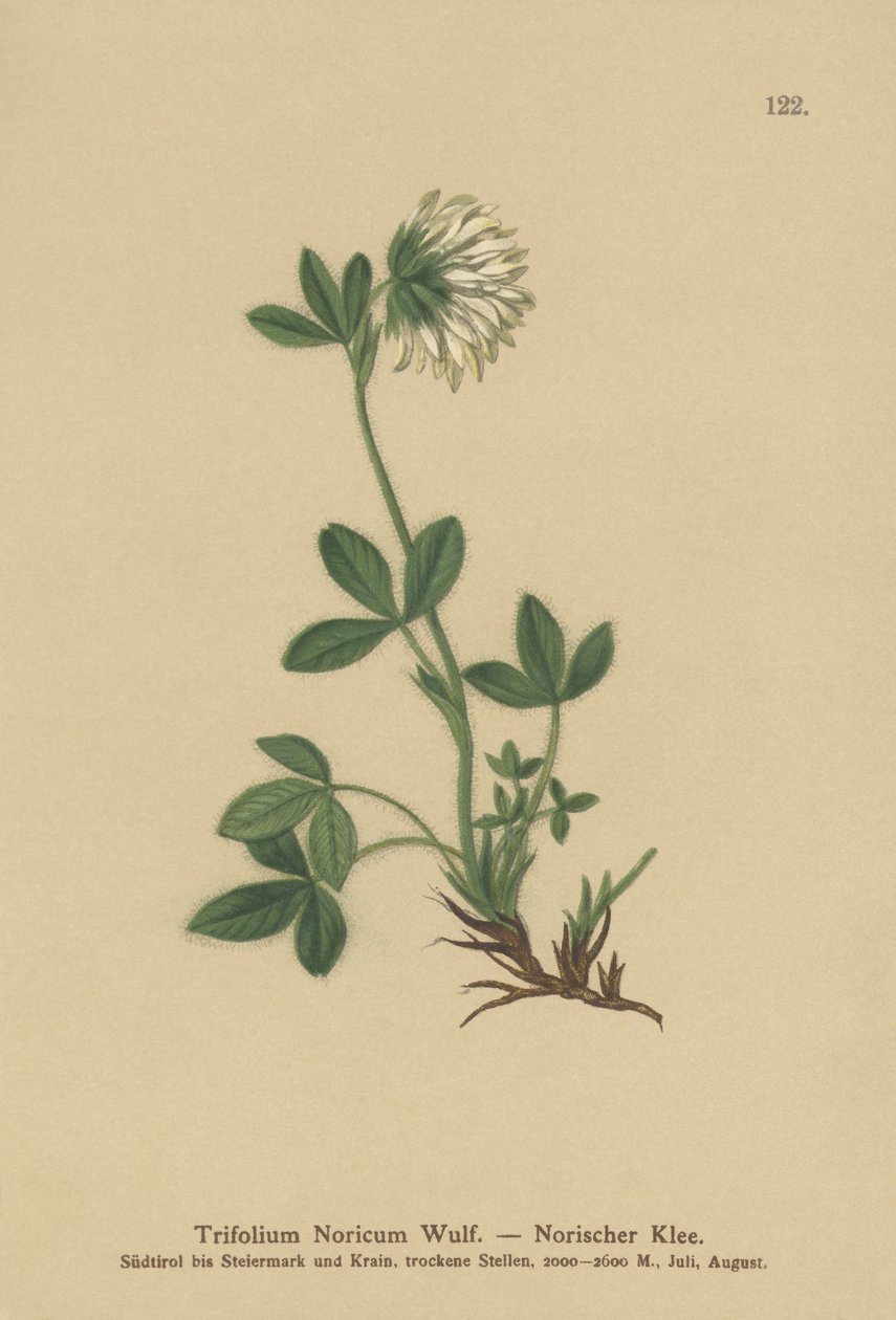 Kremalı Yonca (Trifolium Noricum) by German School