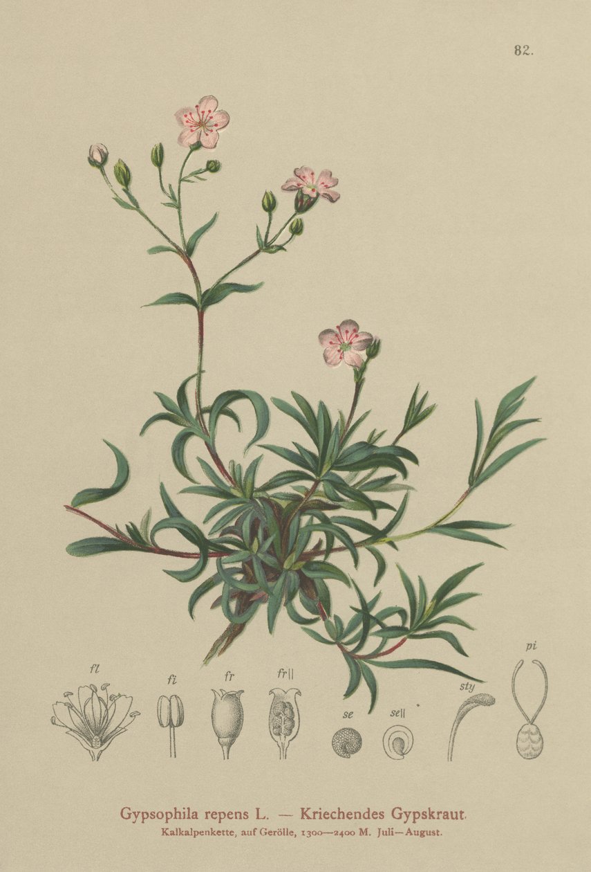 Sürünen Bebeğin Nefesi (Gypsophila repens) by German School
