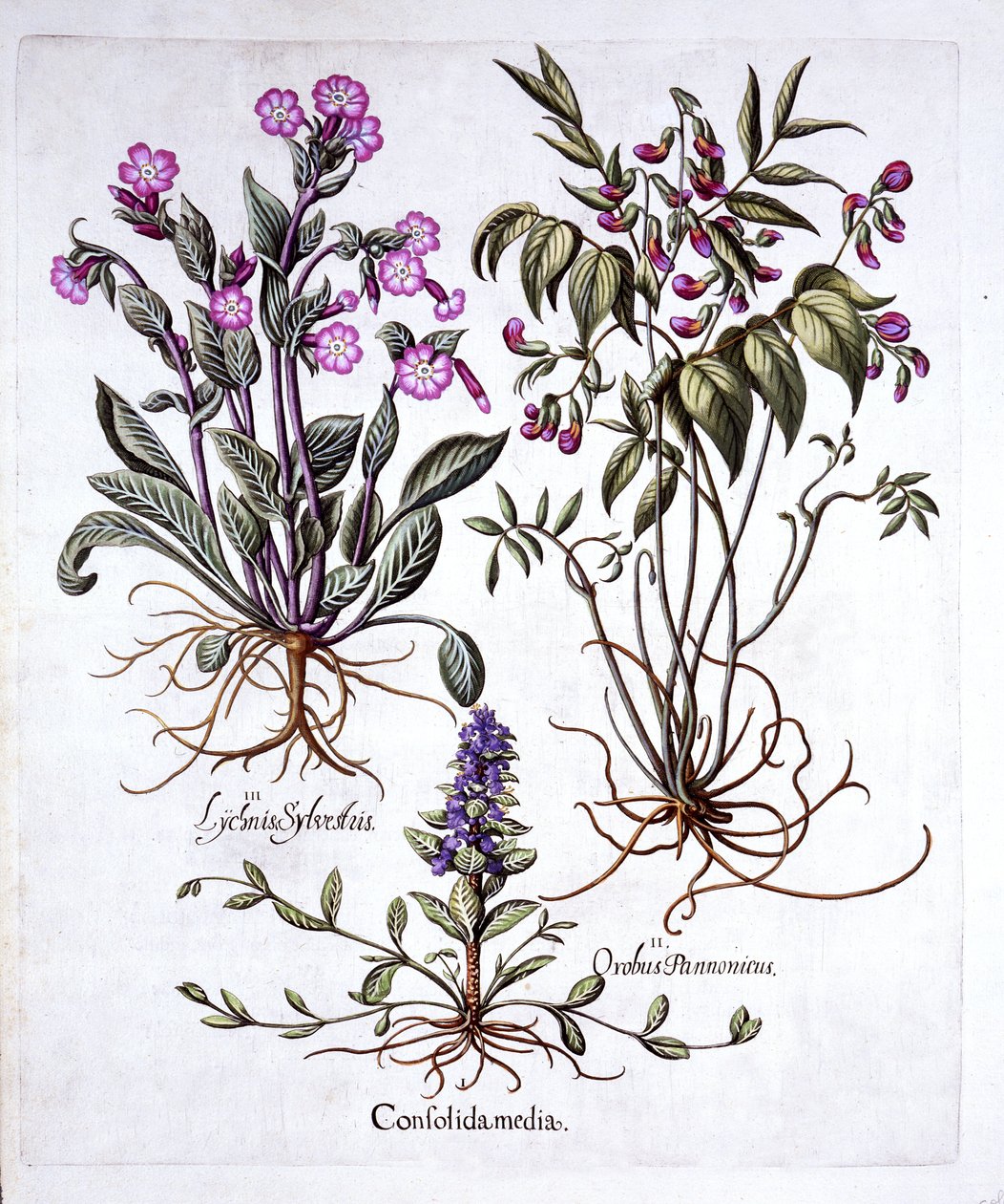 Hortus Eystettensis