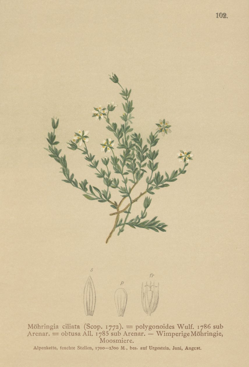 Sürünen Sandwort (Moehringia ciliata, Moehringia polygonoides, Arenaria obtusa) by German School