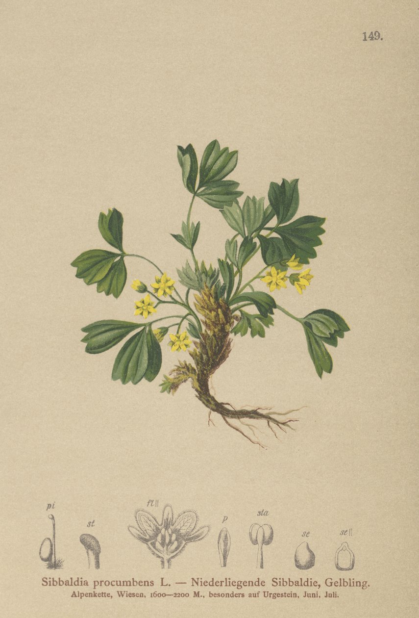 Sürünen Sibbaldia (Sibbaldia procumbens) by German School