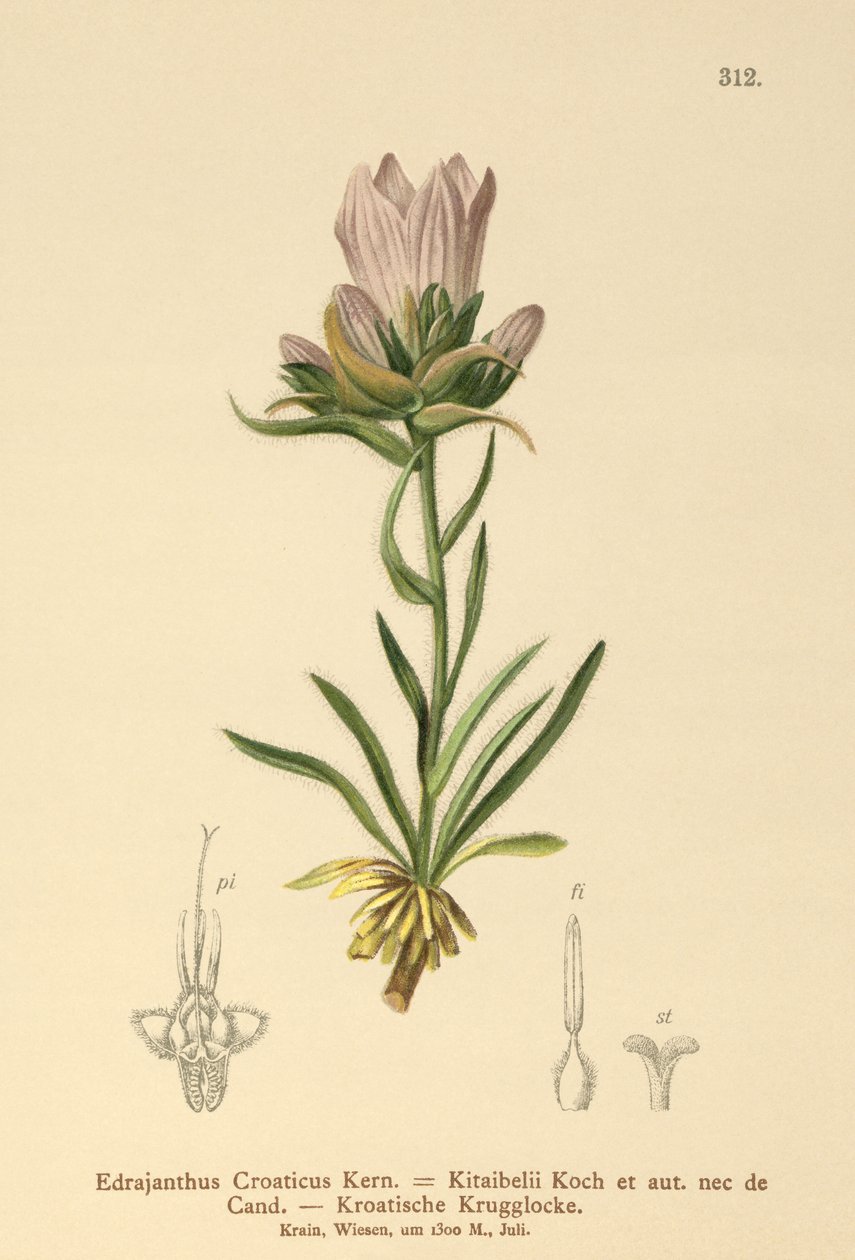 Hırvat Çim Çanı (Edrajanthus Croaticus, Edraianthus croaticus, Edraianthus Kitaibellii, Edraianthus graminifolius, Edraianthus albanicus, Wahlenbergia graminifolia) by German School