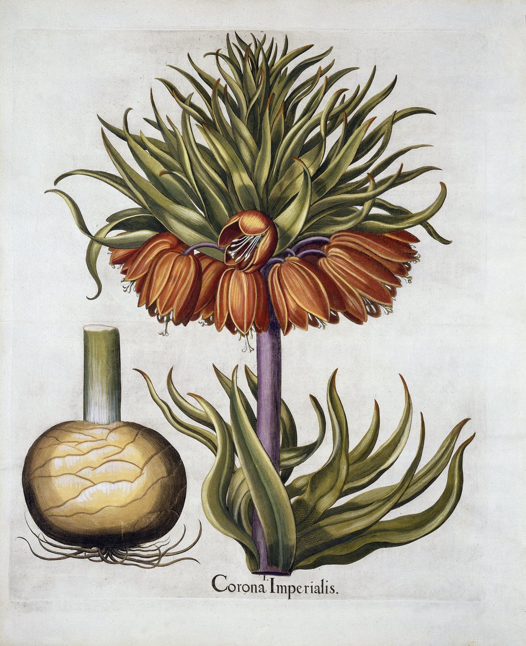 Crown Imperial, Basil Besler (1561-1629) pub tarafından Hortus Eystettensis