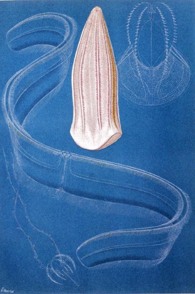 Ctenophores, "Brehms Tierleben: Allgemeine Kunde des Tierreichs", cilt 10, s.546