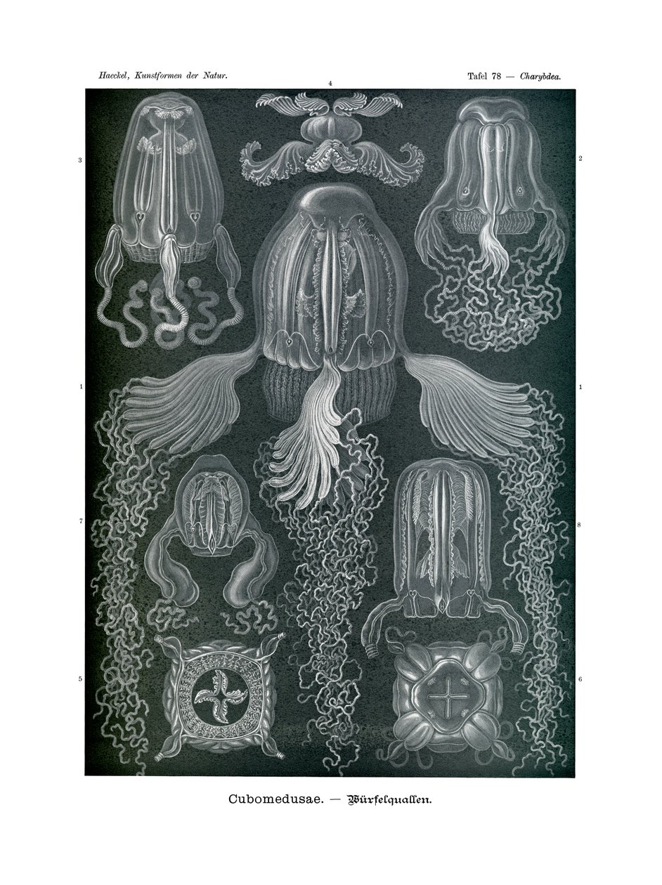 Kubomedusae, 1899-1904 by German School