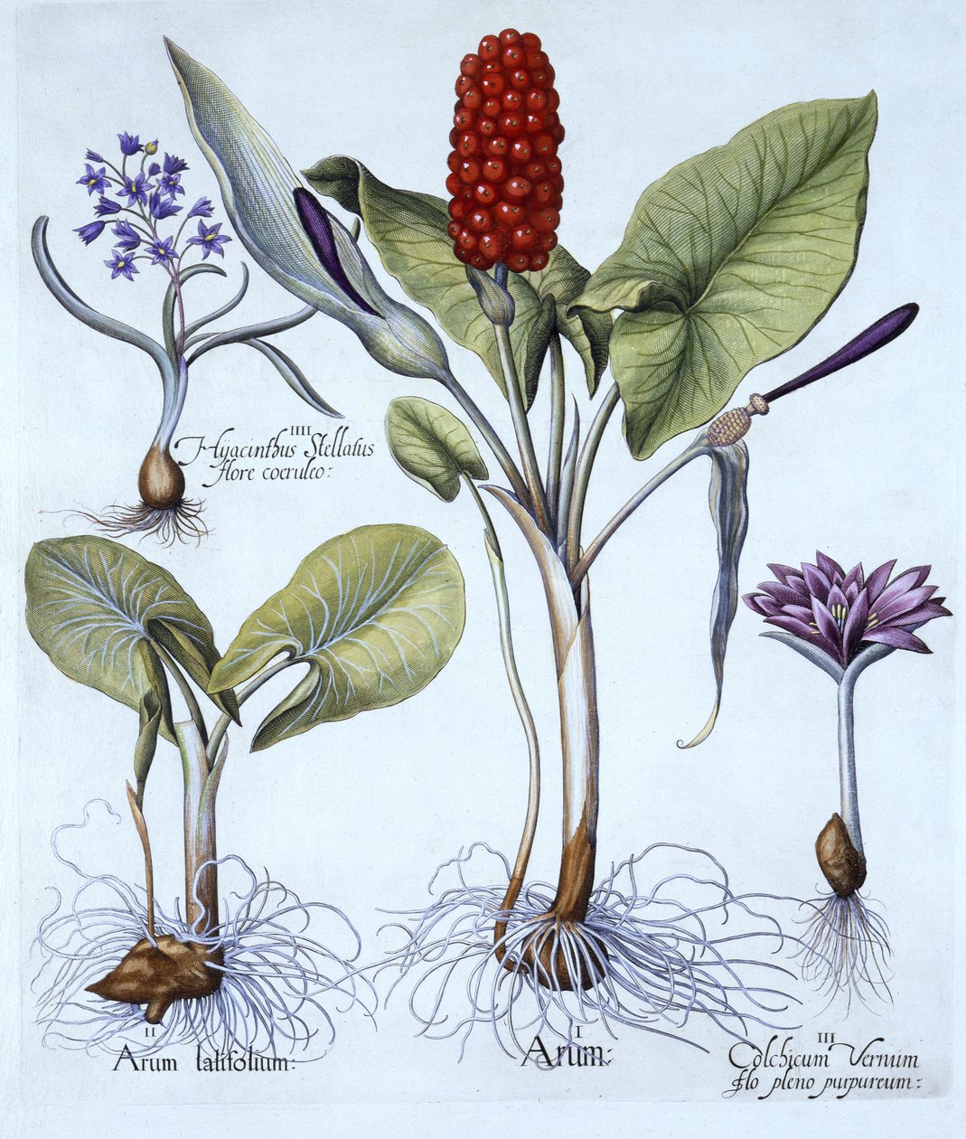 Guguklu Pint, Bahar Çayır Safranı, Yıldız Sümbül, Hortus Eystettensis