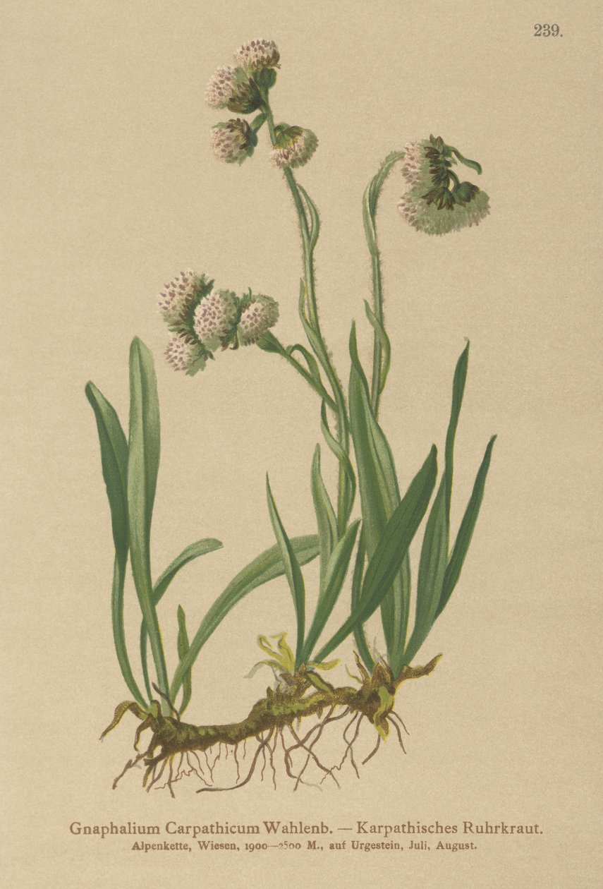 Cudweed (Gnaphalium Carpathicum) by German School