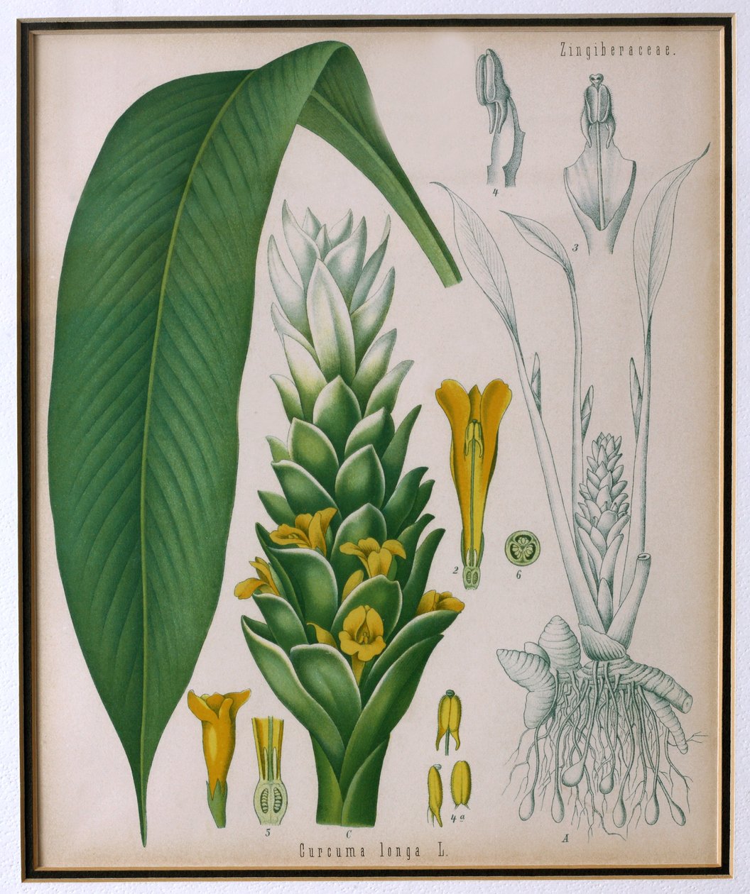 Curcuma longa (zerdeçal), Franz Eugen Kohler tarafından Kohlers Şifalı Bitkilerinden by German School