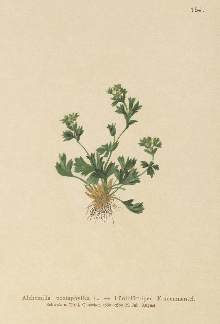 Kesilmiş Yapraklı Kadın Mantosu (Alchemilla pentaphyllea) by German School