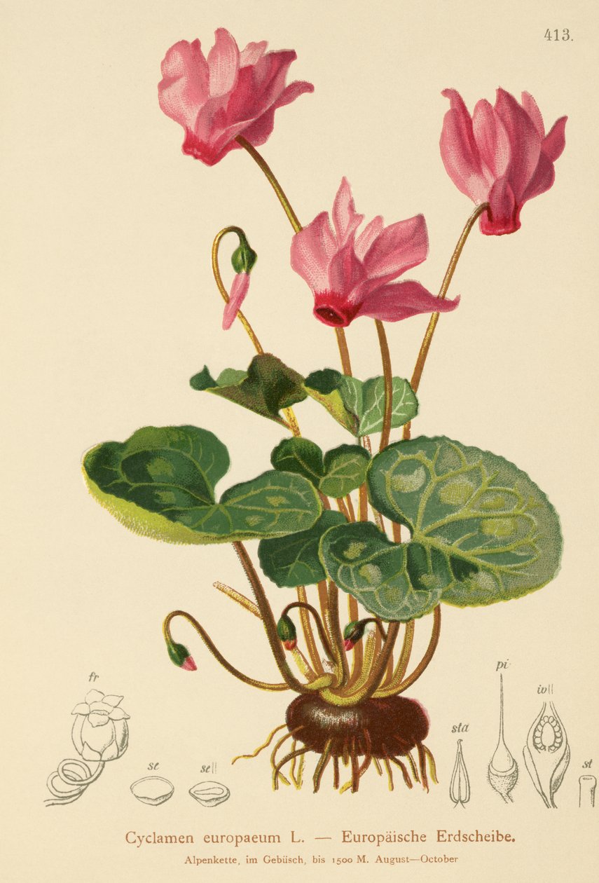 Siklamen (Siklamen europaeum) by German School