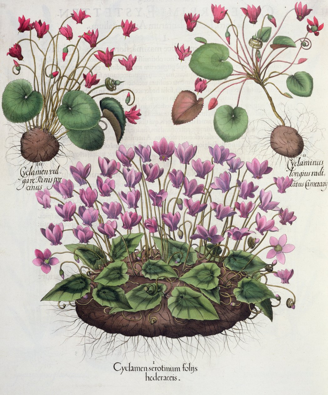 Siklamen: 1. Sarmaşık yapraklı Siklamen serotinus; 2. Cyclaminus, Chamberlain