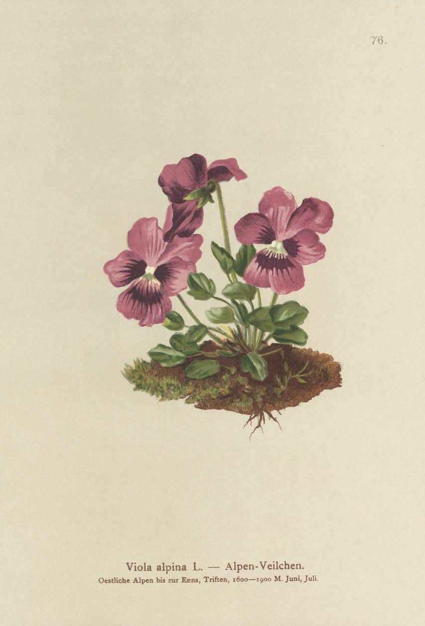 Siklamen, Alp Menekşesi (Viola alpina) by German School
