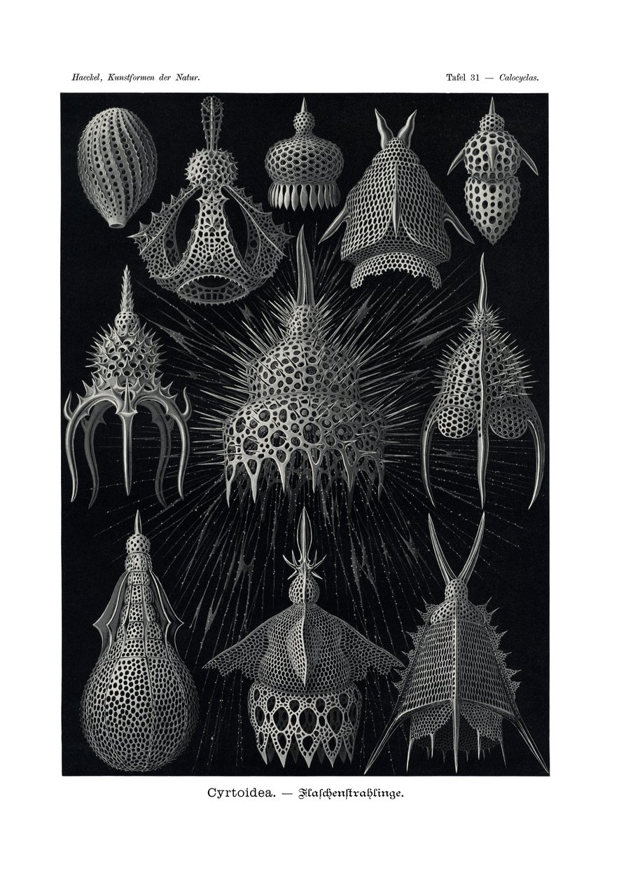 Cyrtoidea, 1899-1904 by German School