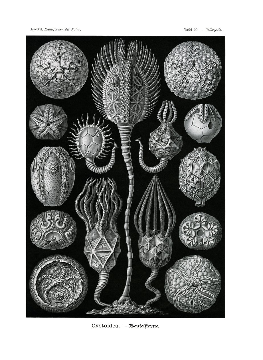 Sistoidea, 1899-1904 by German School