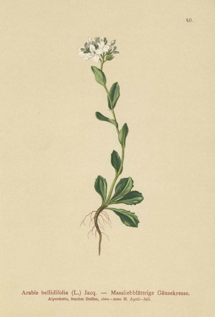 Papatya Kaya Tere (Arabis bellidifolia) by German School