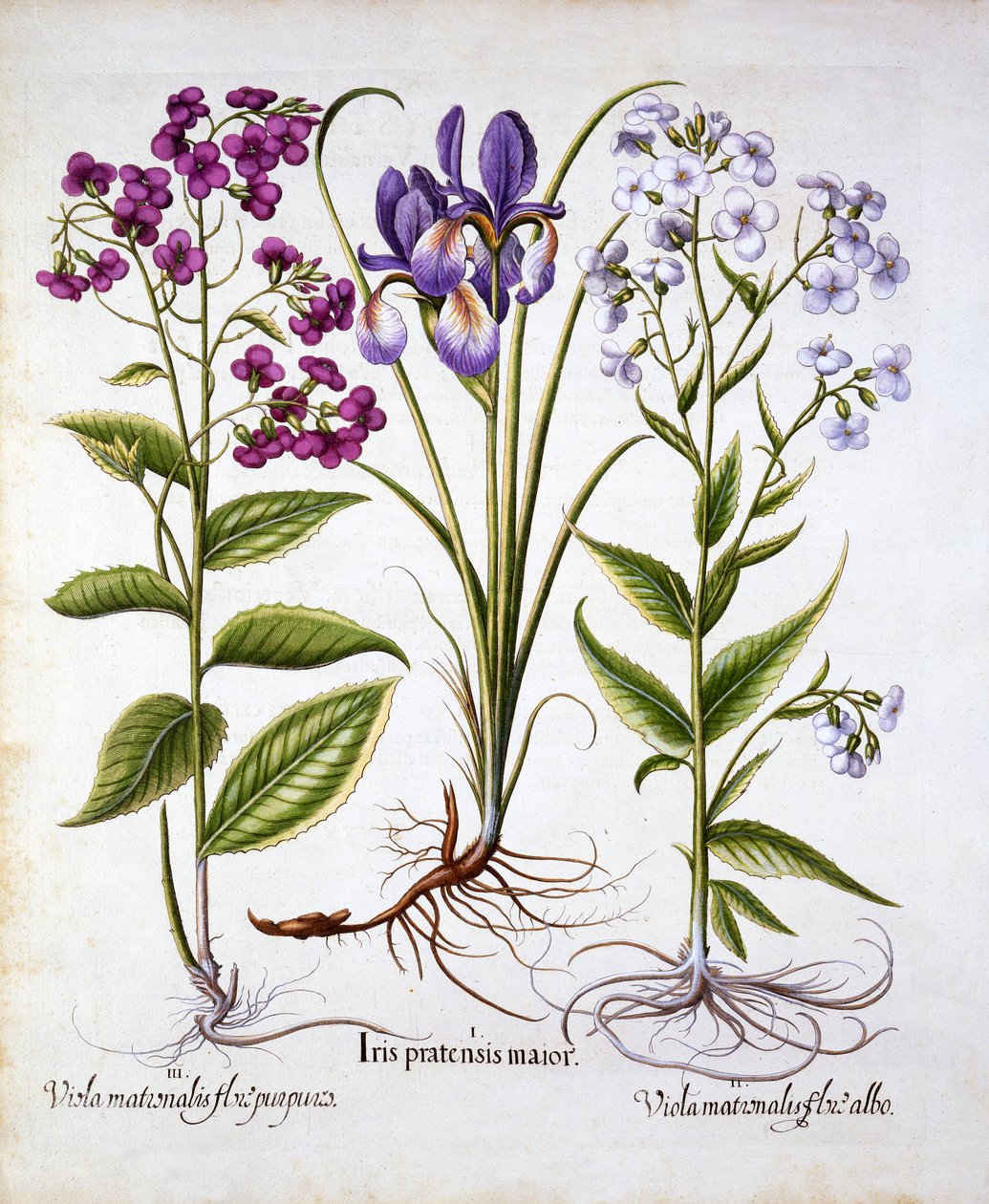 Hortus Eystettensis