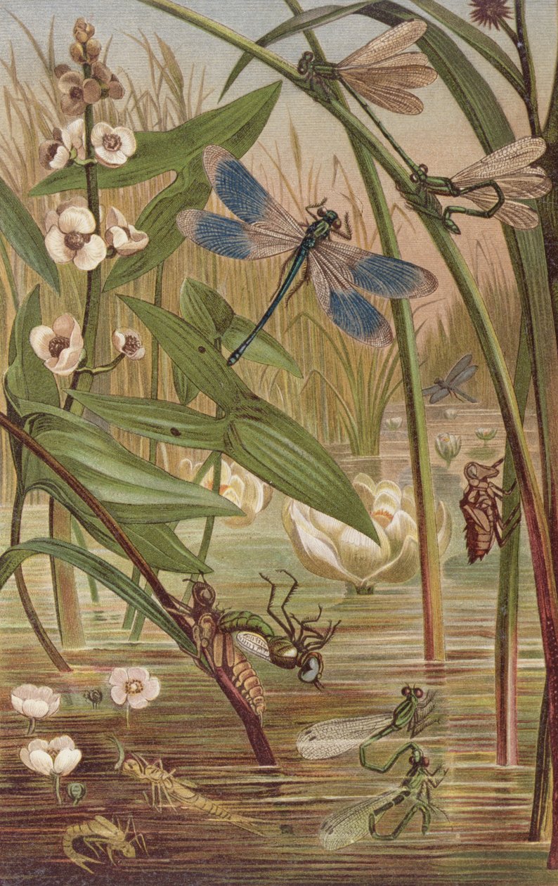 Damselfly Hatching, Brehms Tierleben