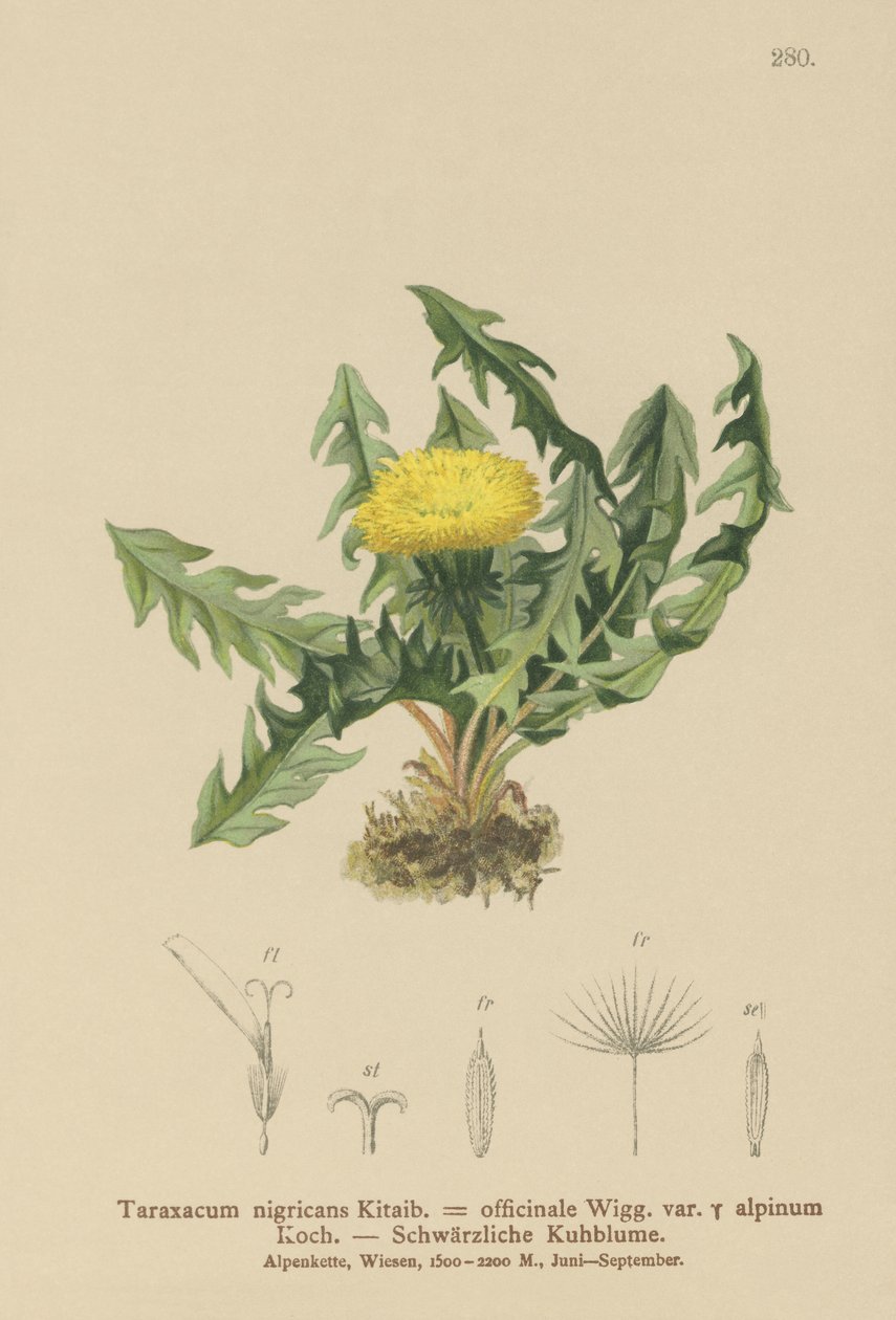 Karahindiba (Taraxacum nigricans, Taraxacum officinale var. Alpinum) by German School