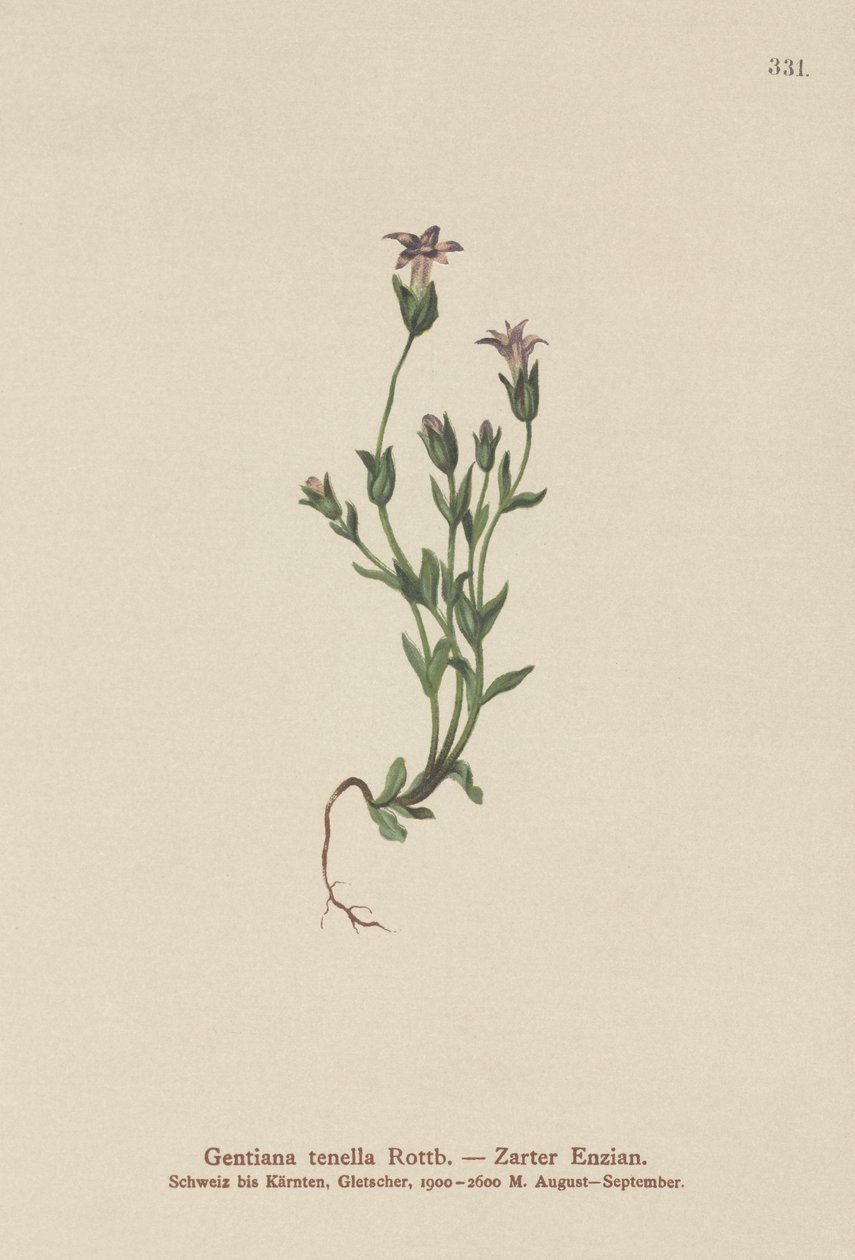 Danimarkalı Cüce Gentian (Gentiana tenella, Gentianella tenella, Comastoma tenellum) by German School