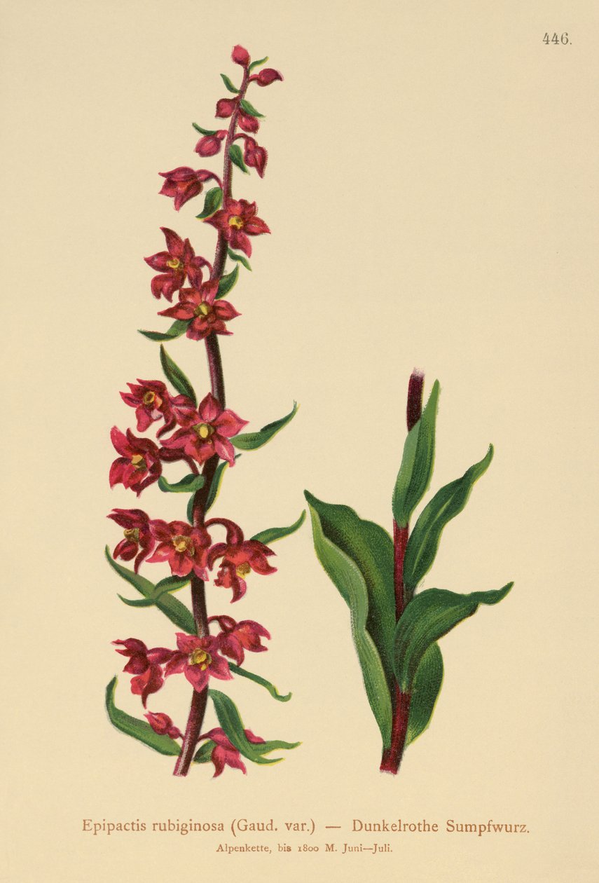 Koyu kırmızı Helleborine (Epipactis atrorubens, Epipactis rubiginosa) by German School